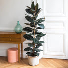 Potted rubber tree plant in a room with wooden furniture and white walls