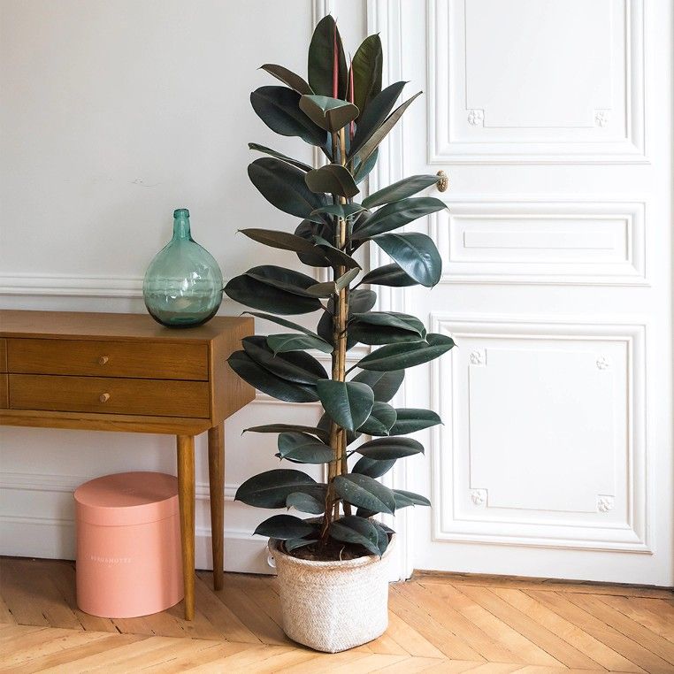 Potted rubber tree plant in a room with wooden furniture and white walls