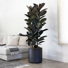 Potted rubber plant in a Dubai living room setting with a gray sofa and white walls.