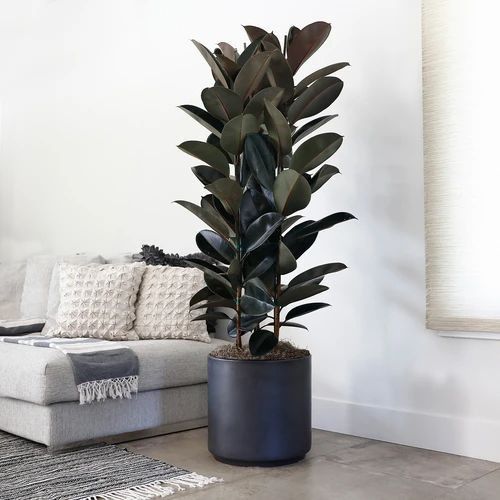 Potted rubber plant in a Dubai living room setting with a gray sofa and white walls.