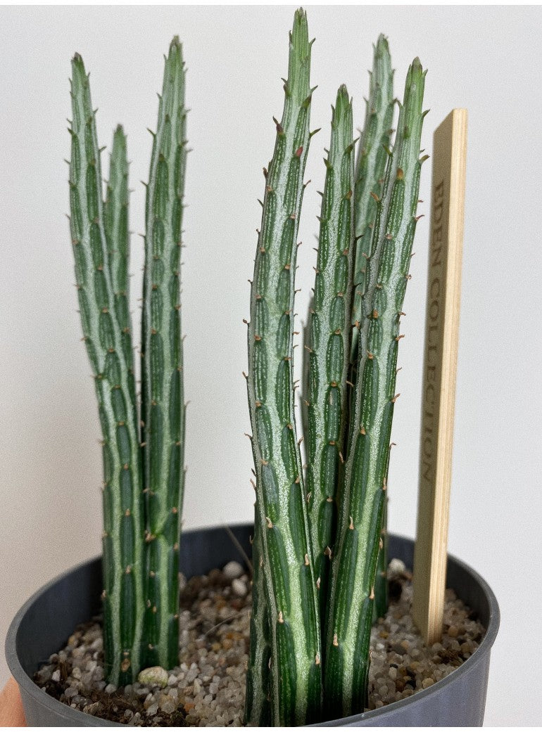 Senecio Stapeliaeformis - Plant Studio LLC