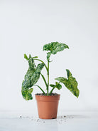 Syngonium Mottled Mojito - Plant Studio LLC