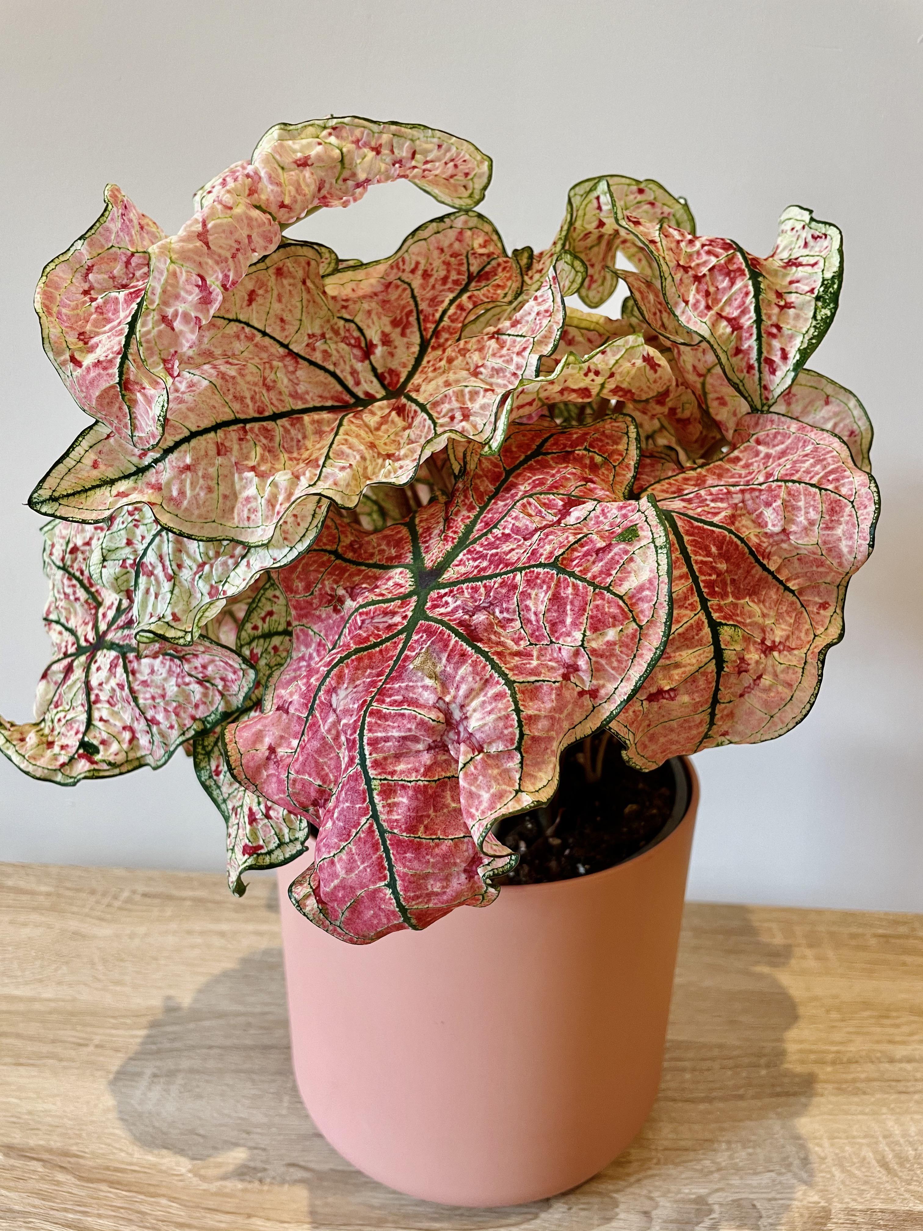 Philodendron Splash of Wine