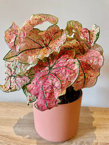 Philodendron Splash of Wine
