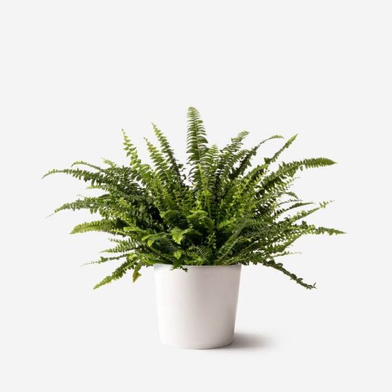 Boston Fern - Plant Studio LLC