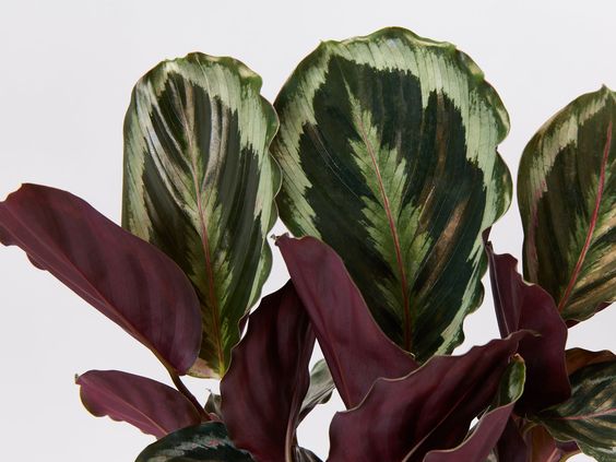 Calathea Medallion - Plant Studio LLC