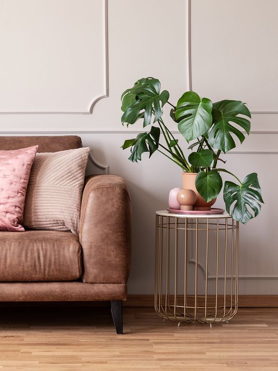 Monstera Deliciosa - Medium
