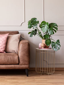 Monstera Deliciosa - Medium