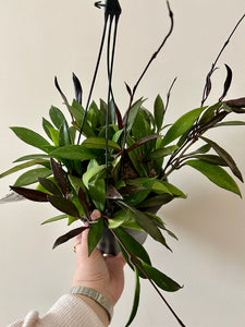 Hoya Black Margin
