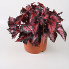 Begonia Inca Night - Plant Studio LLC