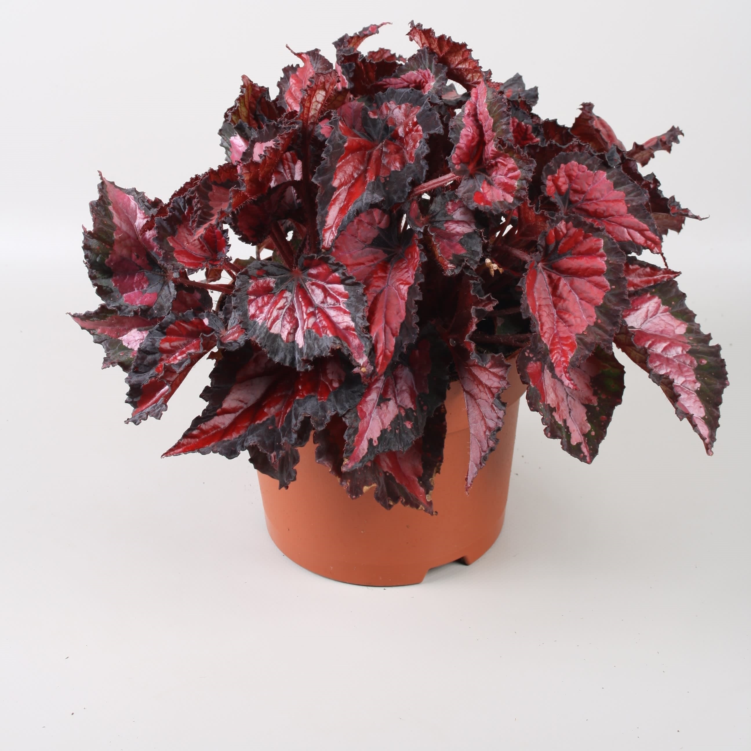 Begonia Inca Night - Plant Studio LLC