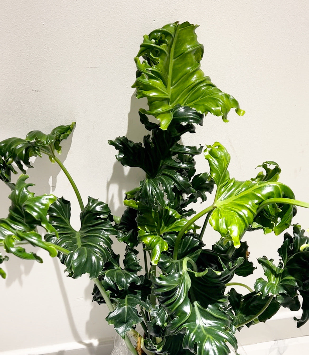 Philodendron Atlantis - Plant Studio LLC