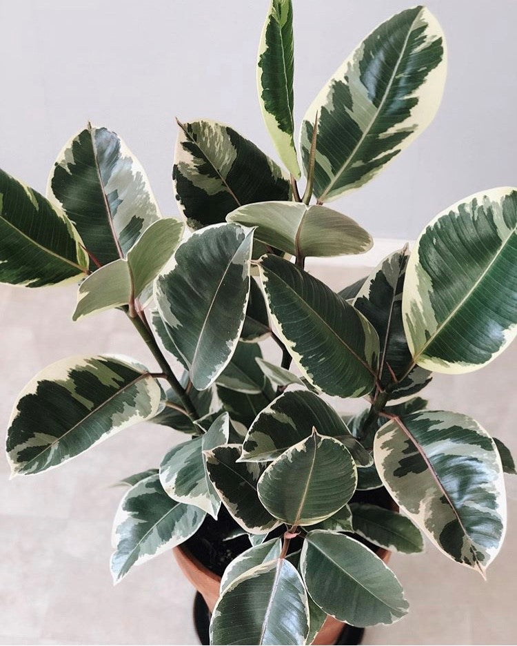 Ficus Elastica 'Tineke'