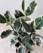 Ficus Elastica 'Tineke' - Plant Studio LLC