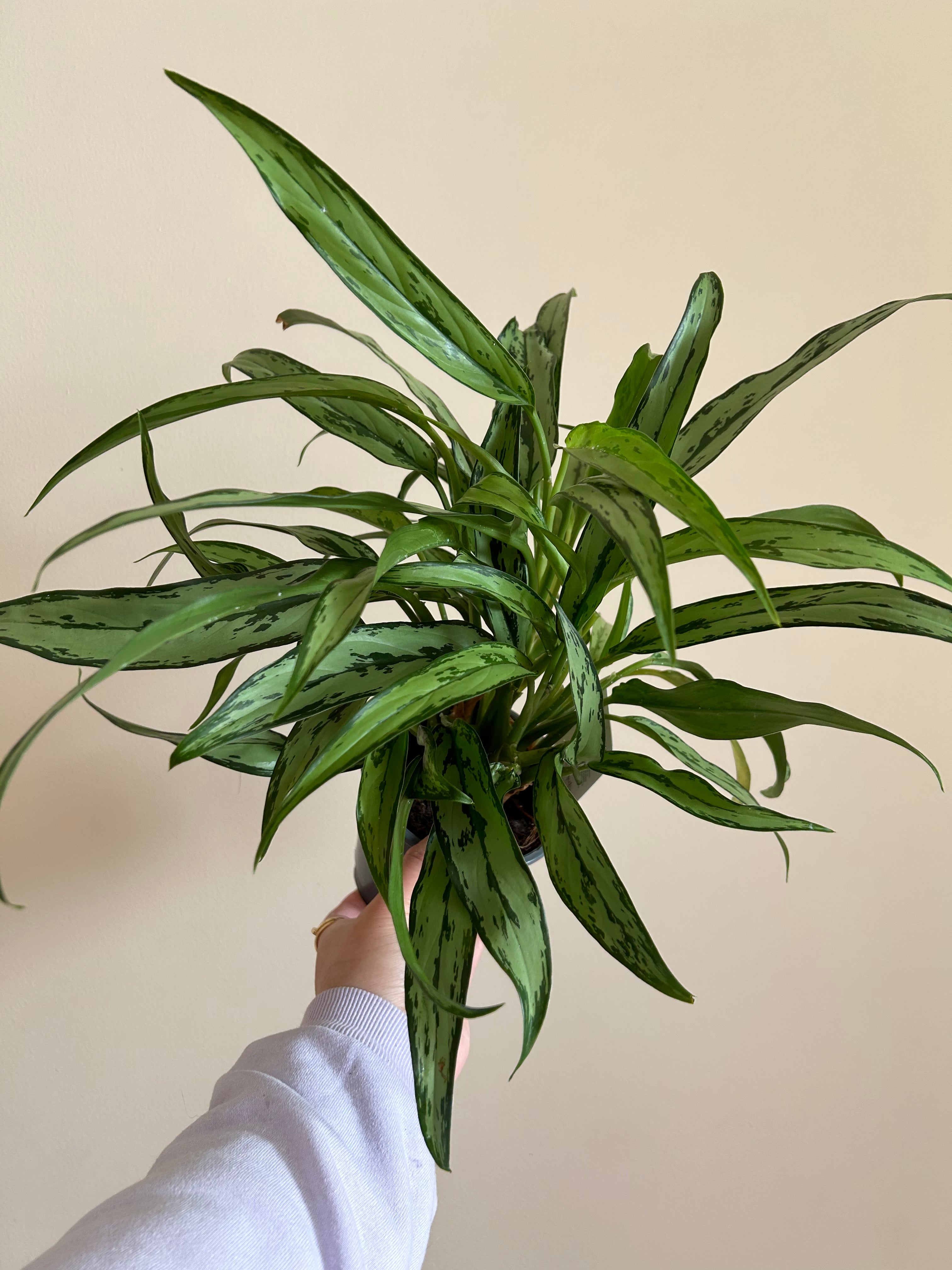 Aglaonema Cutlass