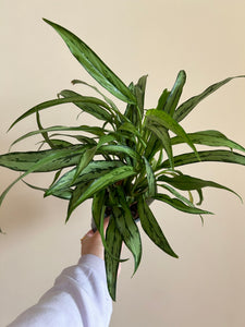 Aglaonema Cutlass