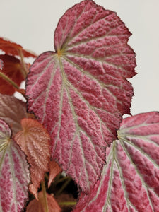 Begonia Two Face