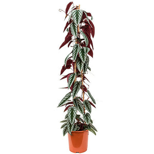 Cissus Discolor