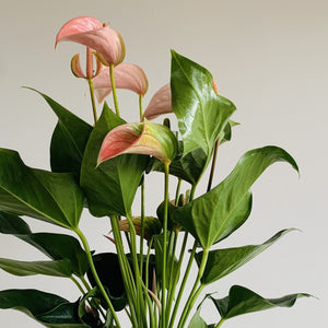 Anthurium Joli Pulse
