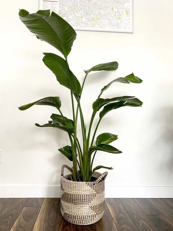 Bird of Paradise 140-160cm - Plant Studio LLC