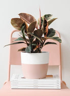 Ficus Elastica Tineke Ruby - Plant Studio LLC