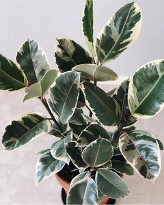 Ficus Elastica 'Tineke'