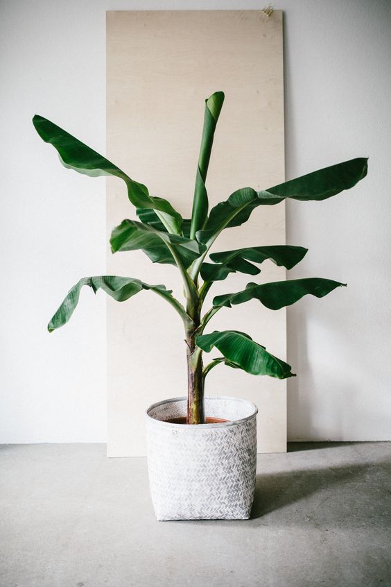 Musa 'Banana Tree'