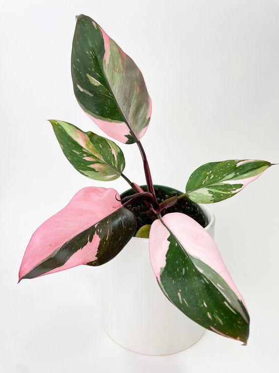 Philodendron Pink Princess - Plant Studio LLC