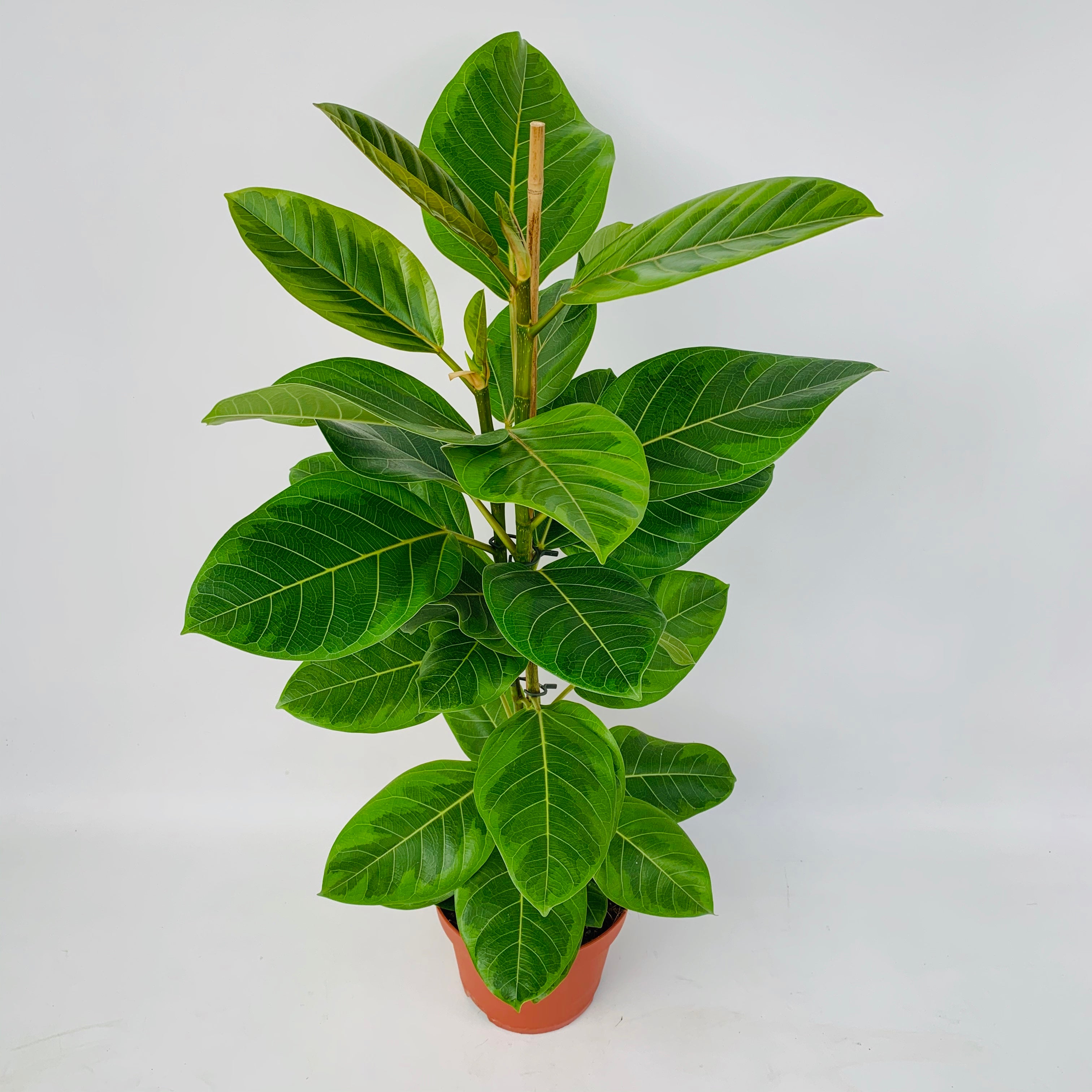 Ficus Altissima Audrey - Plant Studio LLC