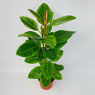 Ficus Altissima Audrey - Plant Studio LLC