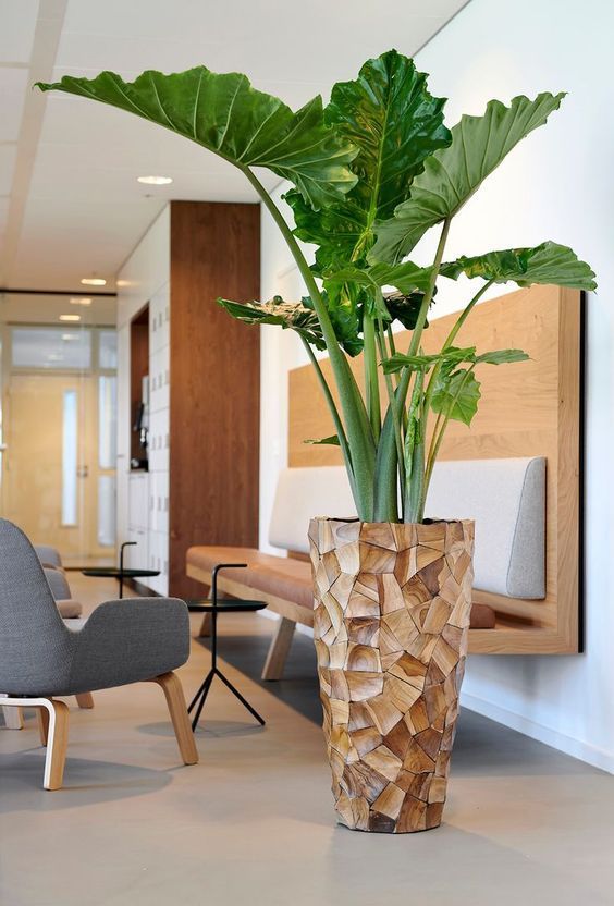 Large Alocasia Portodora  in wooden textured pot placed in office - Plant Studio LLC