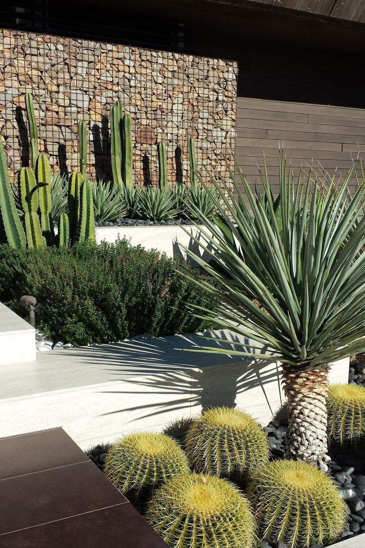 Echinocactus Grusonii 'Golden Barrel Cactus' - Plant Studio LLC