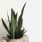 Sansevieria Trifasciata 'Black Coral' - Plant Studio LLC