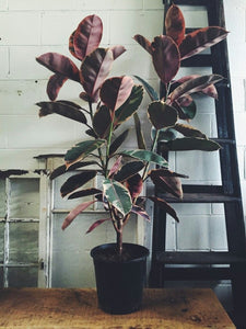 Ruby Tineke Branched