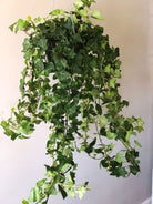 Hedera Helix 'English Ivy' - Plant Studio LLC