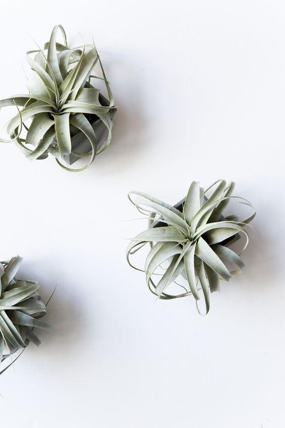 Tillandsia Xerographica