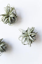 Tillandsia Xerographica - Plant Studio LLC