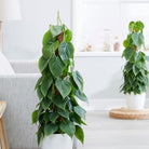 Philodendron Heartleaf in Moss Pole - Plant Studio LLC