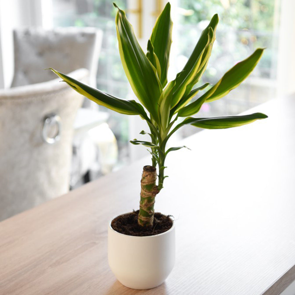 Dracaena Golden Coast - Plant Studio LLC