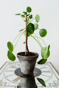 Pilea Peperomioides 'Chinese Money Plant' in Terra Cotta Pot