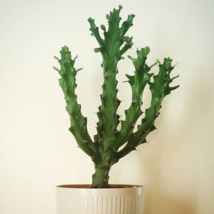Euphorbia Lactea - Plant Studio LLC