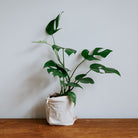 Rhaphidophora Tetrasperma “Mini Monstera” 'Tetra' - Plant Studio LLC