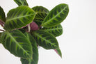 Calathea Warscewiczii - Plant Studio LLC