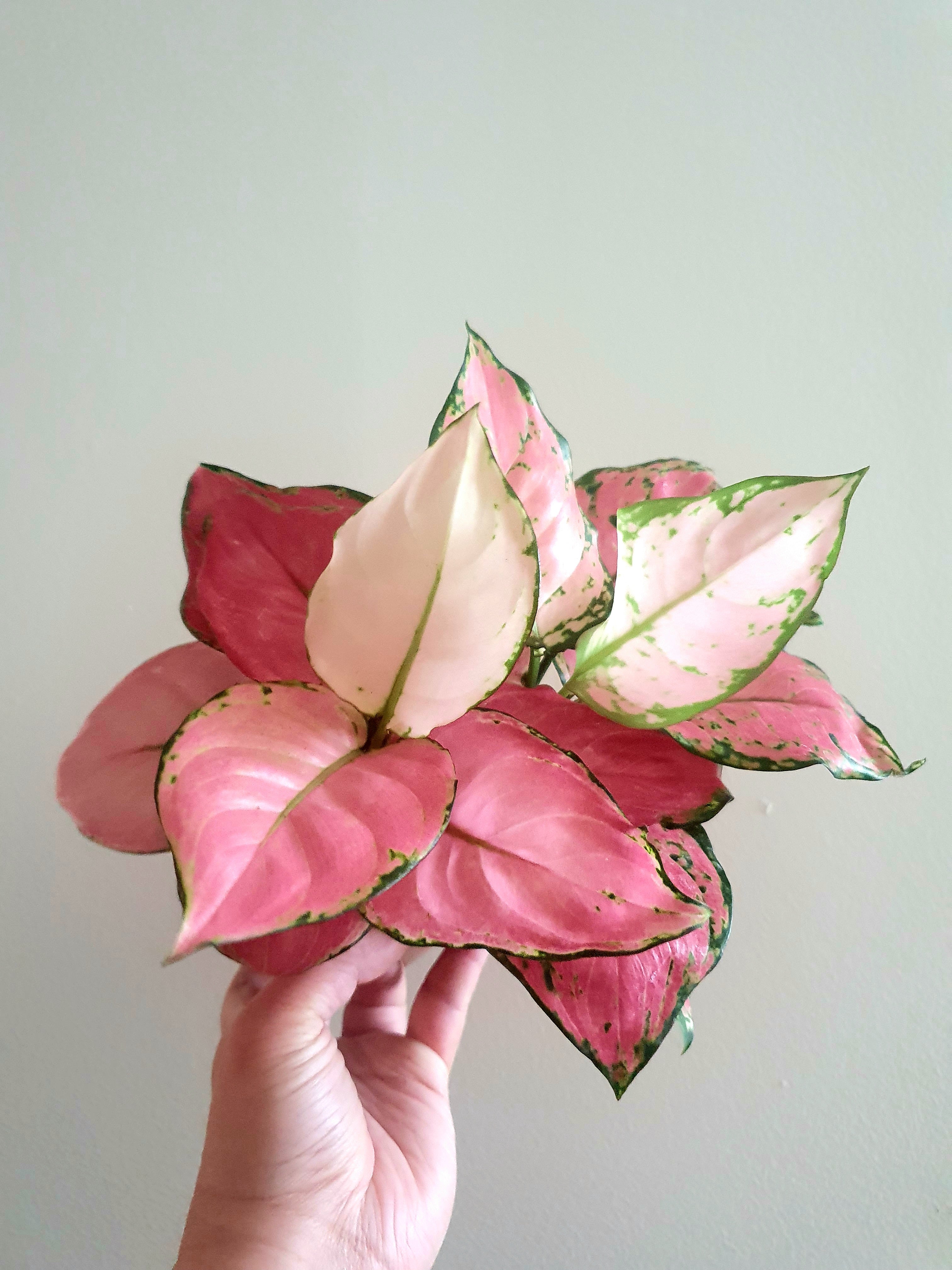 Aglaonema Pink Star with one hand holding - Plant Studio LLC