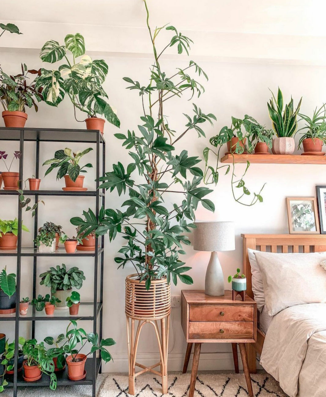 Philodendron Pedatum - Plant Studio LLC