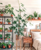 Philodendron Pedatum - Plant Studio LLC