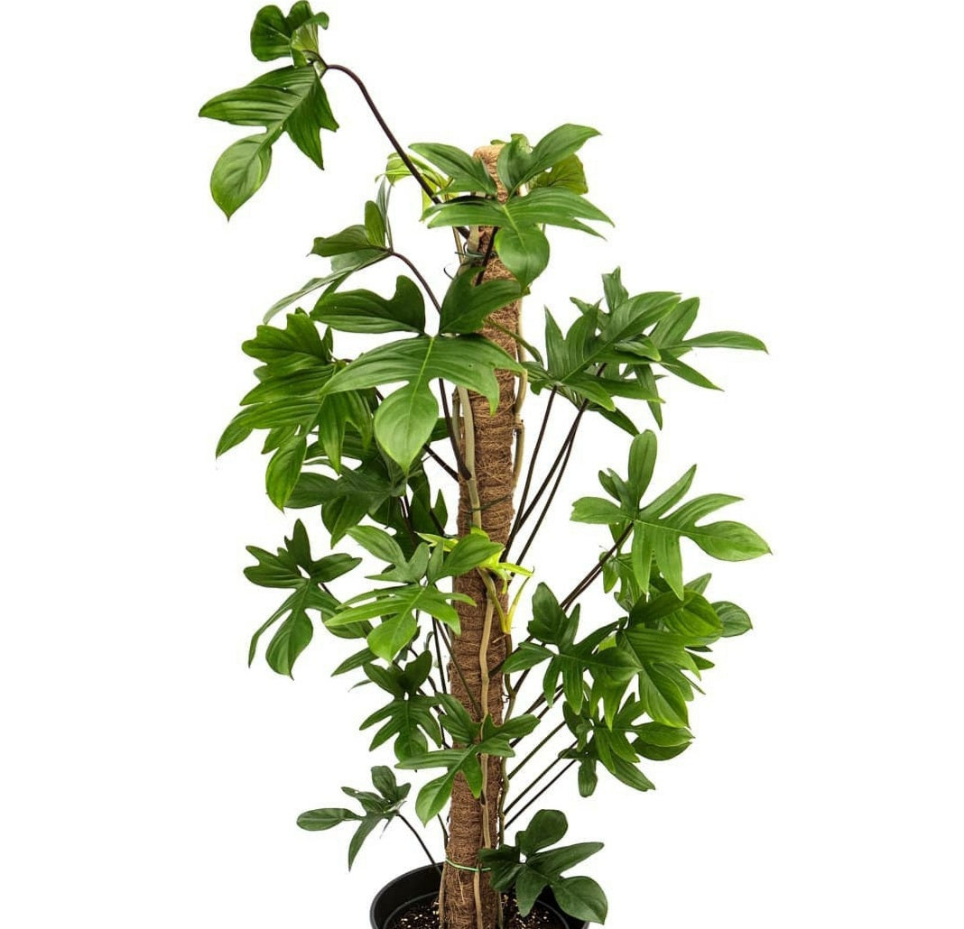 Philodendron Pedatum - Plant Studio LLC