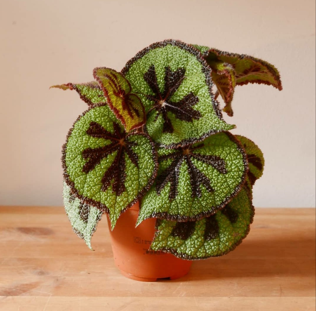 Begonia Masoniana