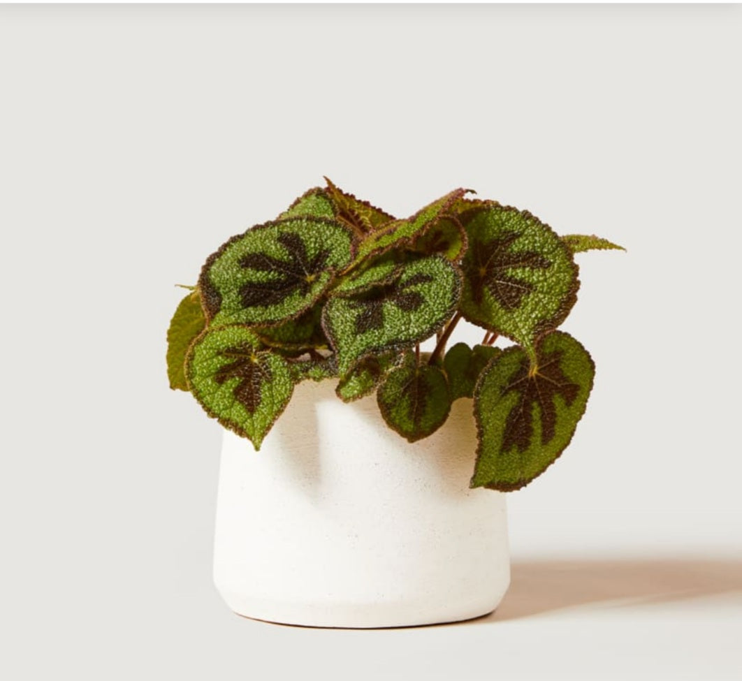 Begonia Masoniana