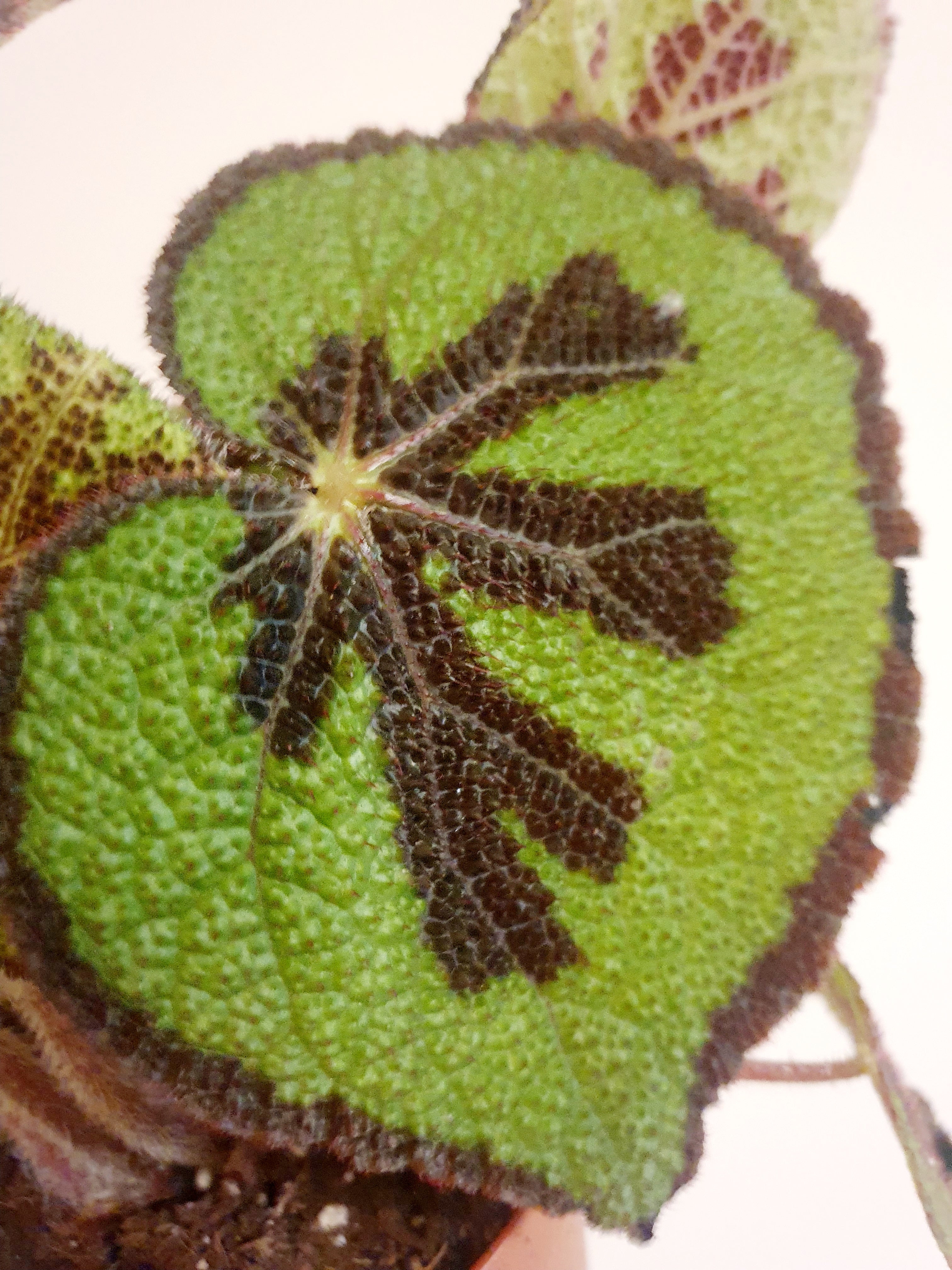 Begonia Masoniana